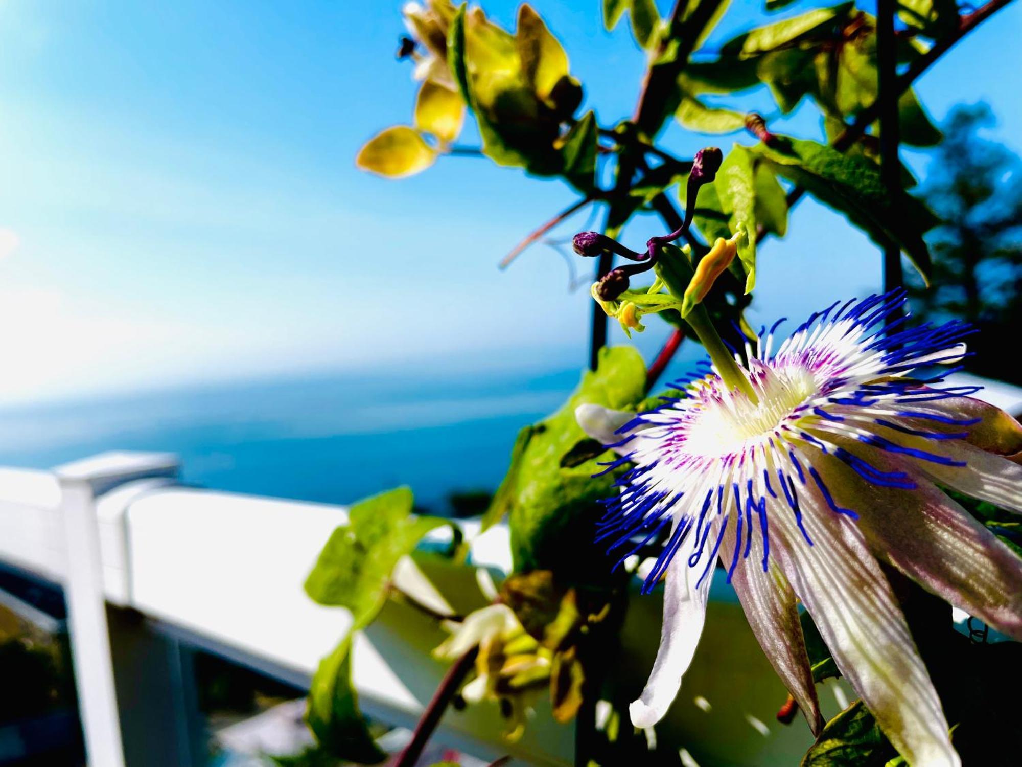 Donna'S Bed & Breakfast White Rock Dış mekan fotoğraf